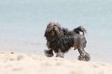 PETIT CHIEN LION 133